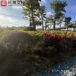 电影来5566黑夜763的背景故事
